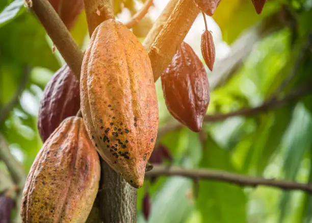 Cacao vrucht Ceremoniele Cacao